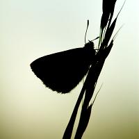 Common Blue silhouette 